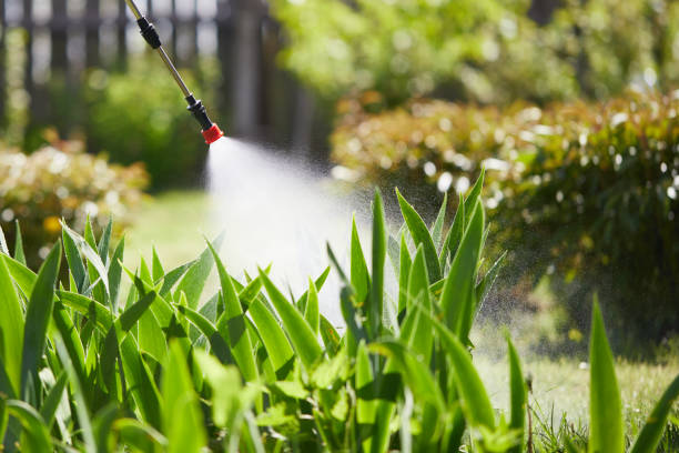 24/7 Emergency Ant Control experts in Iyanbito, NM